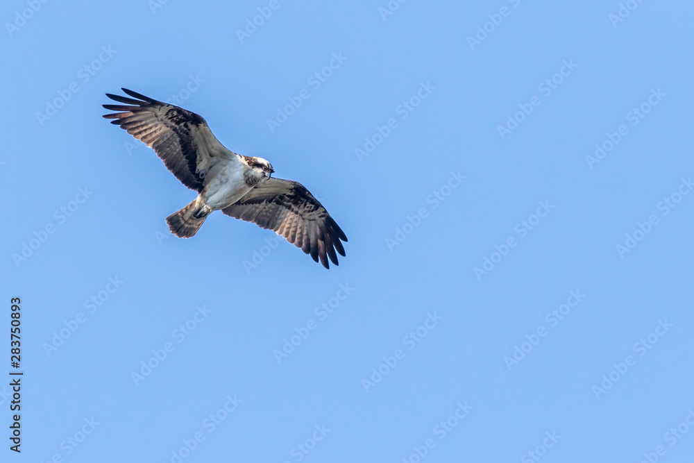 Osprey (Pandion haliaetus)