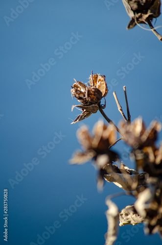 Autumn plant