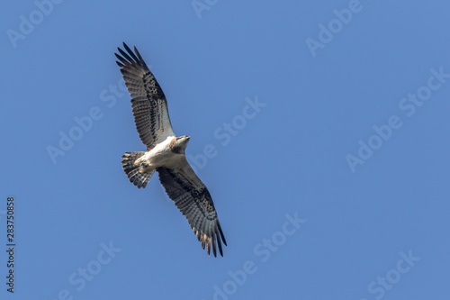 Obraz na płótnie Osprey (Pandion haliaetus) w salonie