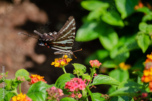 Striped butterfly