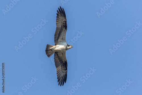 Obraz na płótnie Osprey (Pandion haliaetus) w salonie