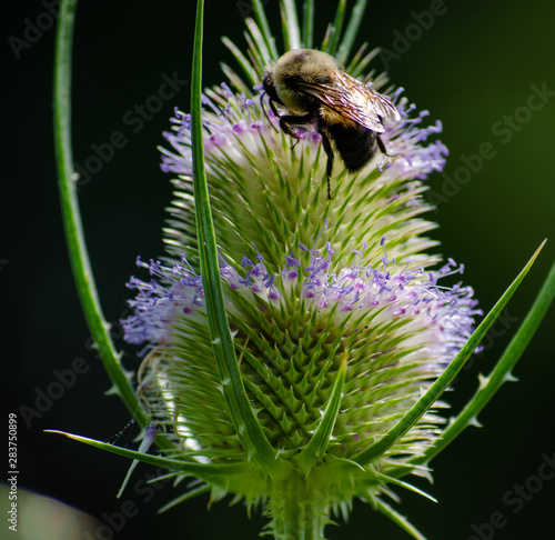 Bee on thistle