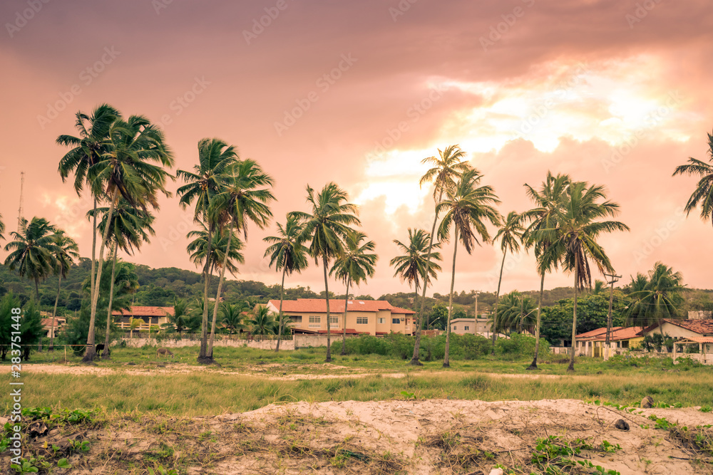 Coconut trees at the beach - Itamaraca island, Brazil