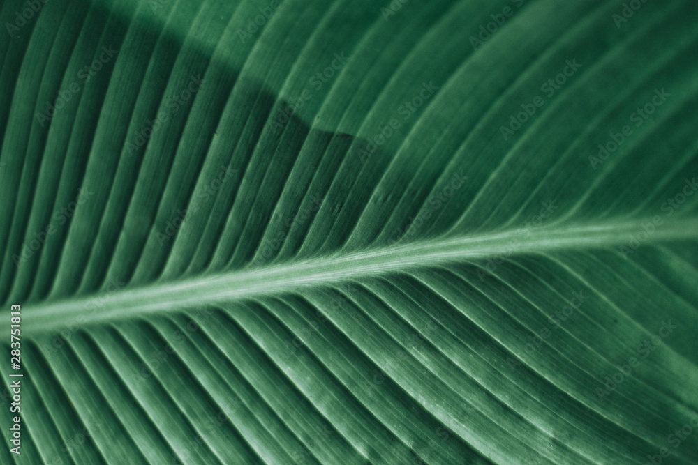 Beautiful unusual tropical plants for home and garden Beautiful unusual tropical plants for home and garden