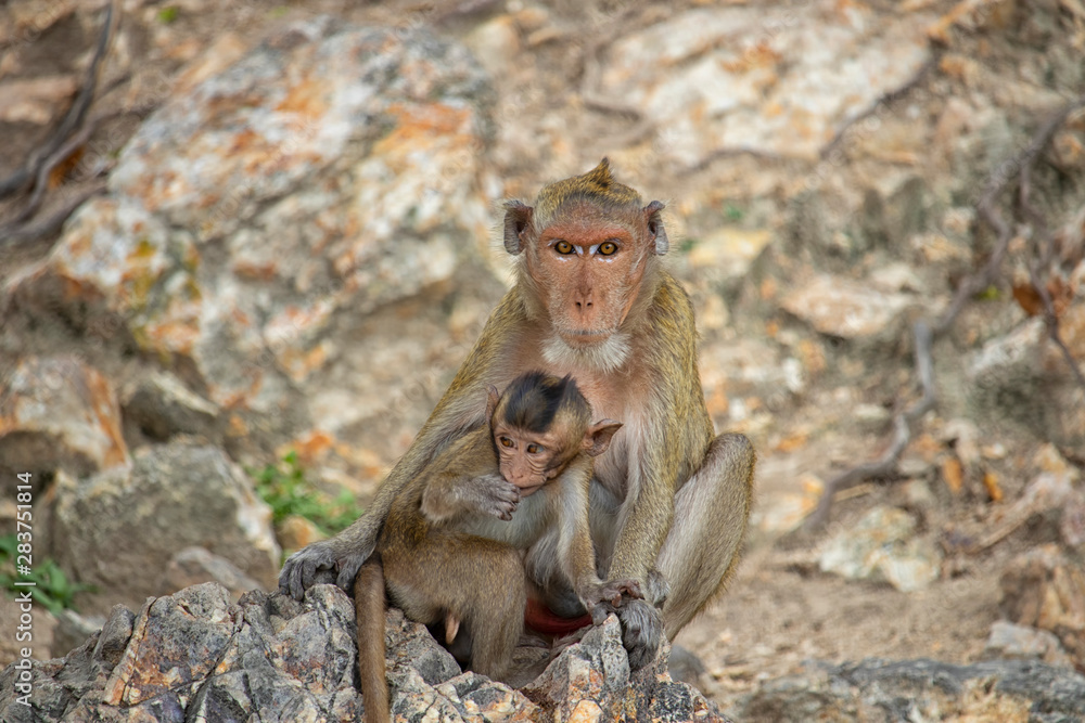 Naklejka premium The scenery of the mother and the baby monkey on the background of the cliff in the big forest