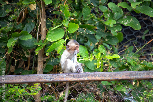 The scenery of the mother and the baby monkey on the background of the cliff in the big forest