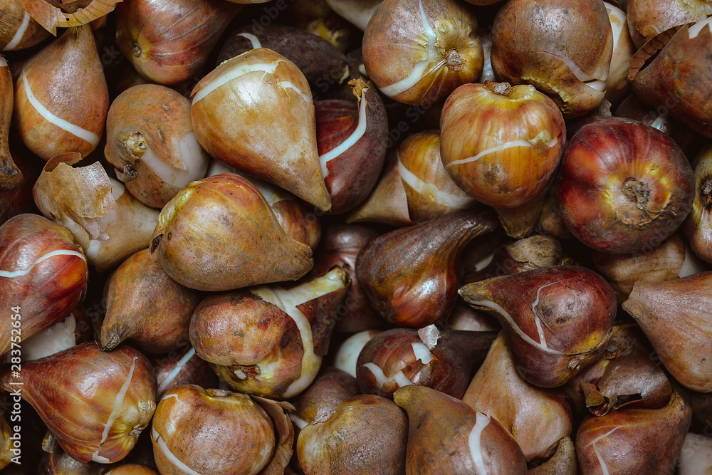 seeds of bulbous plants in a flower shop, tulipins, daffodils and hyacinths seeds of bulbous plants in a flower shop, tulipins, daffodils and hyacinths