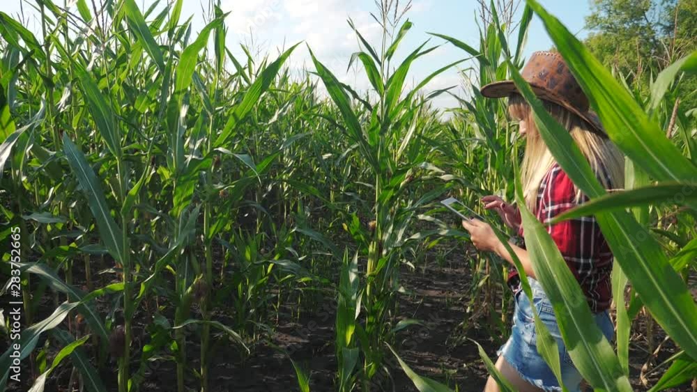 smart farming slow motion video concept. girl agronomist holds tablet touch pad computer in corn field is studying and examining crops before harvesting lifestyle . female a Agribusiness concept smart farming slow motion video concept. girl agronomist holds tablet touch pad computer in corn field is studying and examining crops before harvesting lifestyle . female a Agribusiness concept