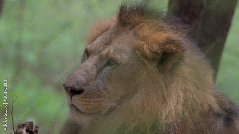 lion and lioness in green grass closeup animal portrait in forest lion and lioness in green grass closeup animal portrait in forest