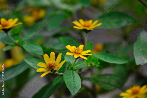 Melampodium yellow ornamental plants that are in bloom