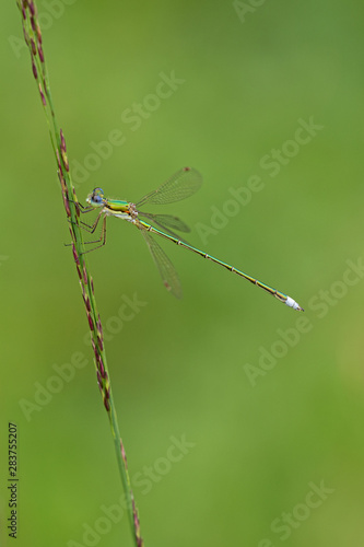 Kleine Binsenjungfer (Lestes virens) photo