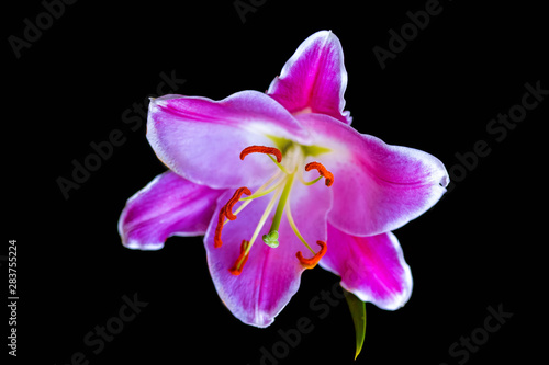 pink lily flower and green leaf isolated on a black background.