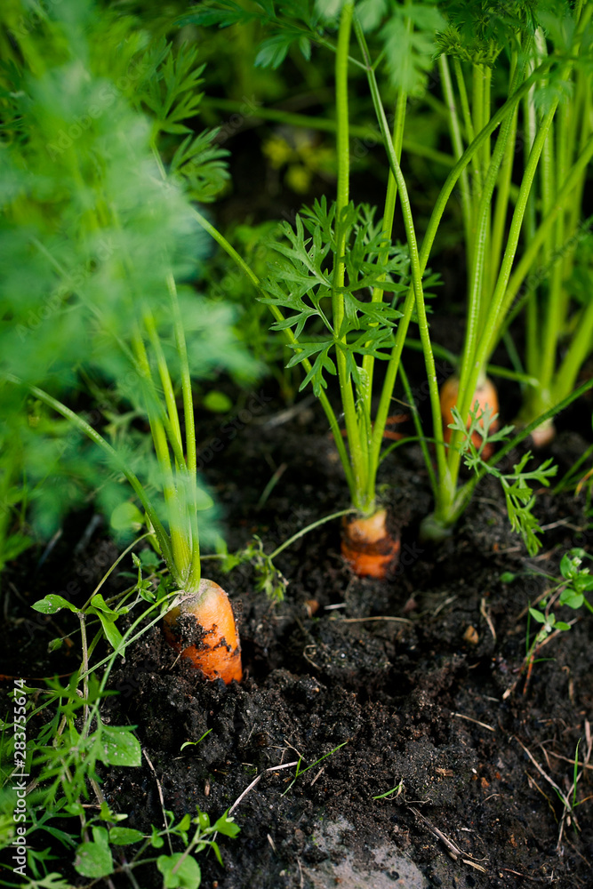 Fototapeta premium Fresh local organic carrots with green tops grows in open soil fields in the garden.Vegan, eco,farming,gardening,agriculture,summer or autumn harvest concept.Healthy veggies.Vertical orientation