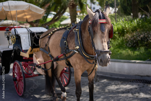 Andalusian carriage with horse