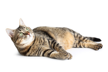 Beautiful cat lying on white background