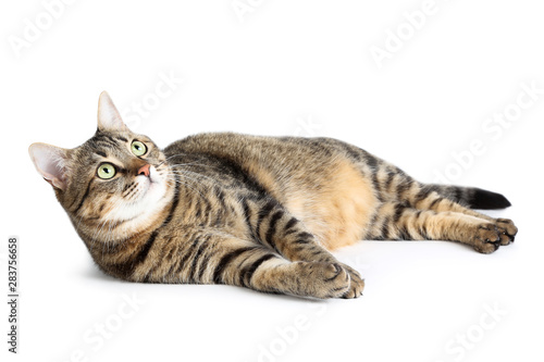 Obraz na plátně Beautiful cat lying on white background