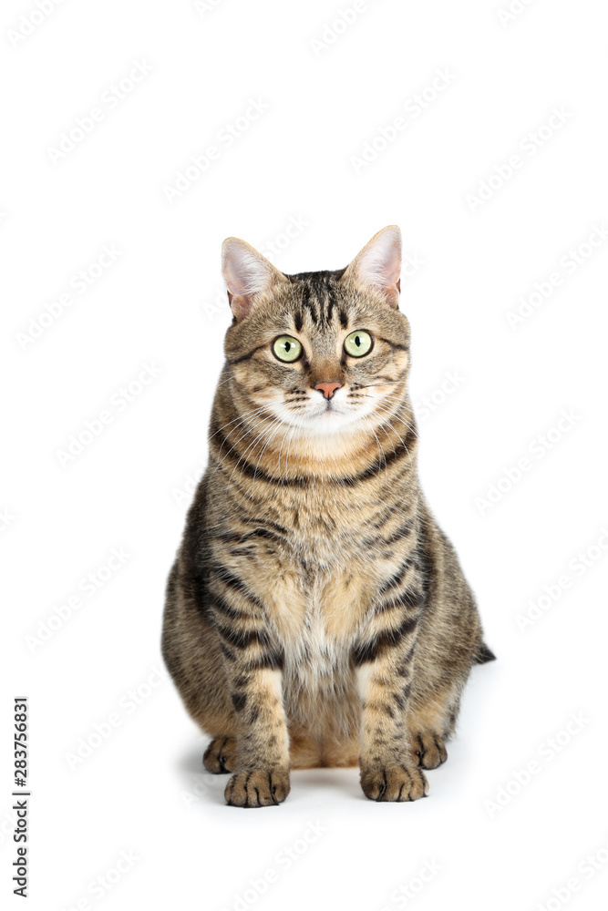 Beautiful cat sitting on white background Beautiful cat sitting on white background