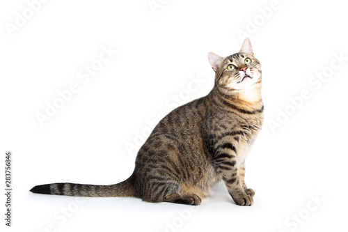 Beautiful cat sitting on white background © 5second
