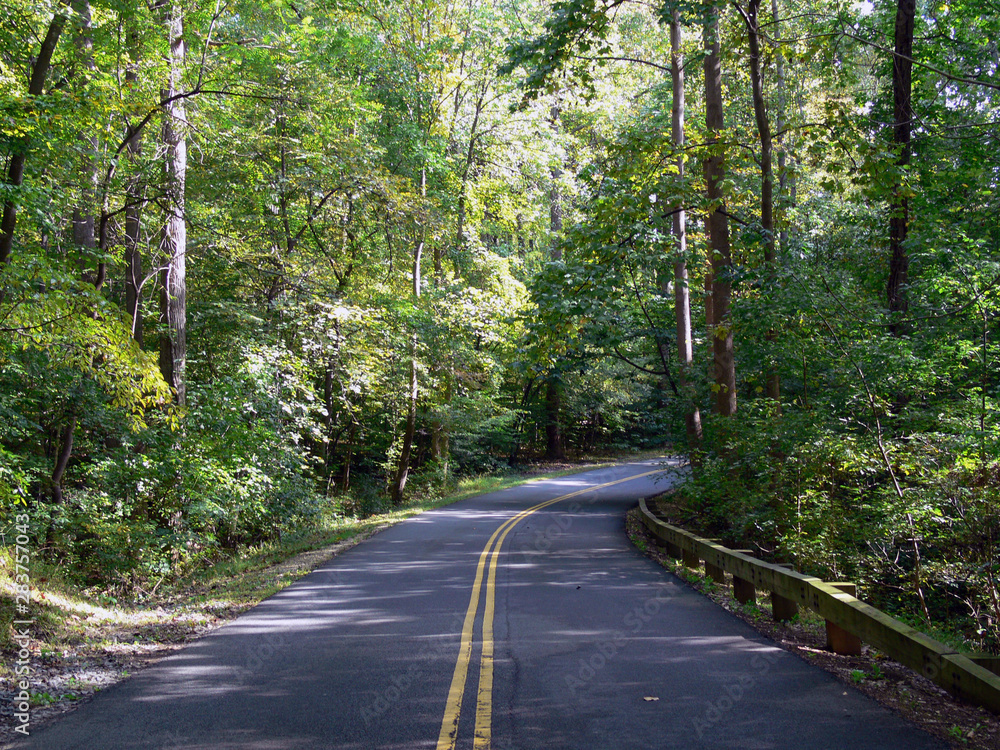 Fototapeta premium Forest Road