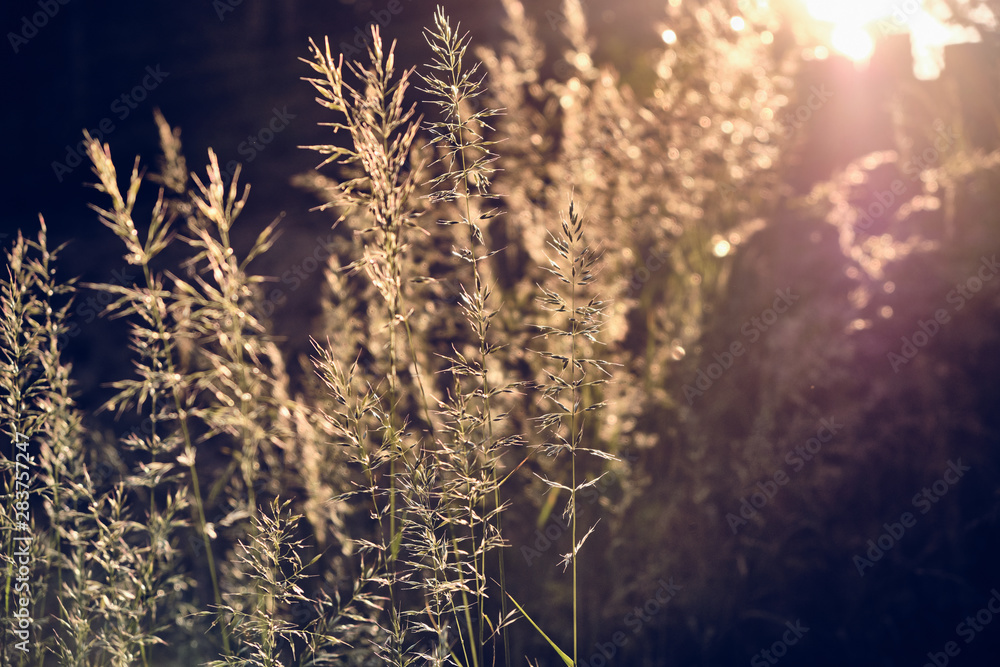 Obraz premium Beautiful dark scenery with grass in the forest illuminated by the last rays of sunlight of the day