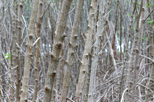 Stems and prop root of mangrove trees. Thorn root of mangrove trees.