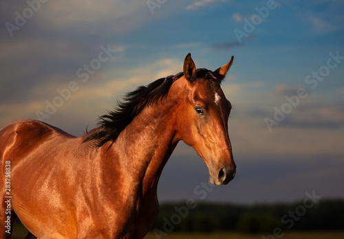 Portrait of bay horse on the sky background  © ashva