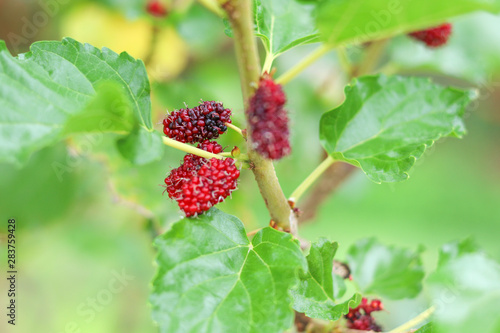 Mulberry fruit group hanging on the trunk with blurred background. 