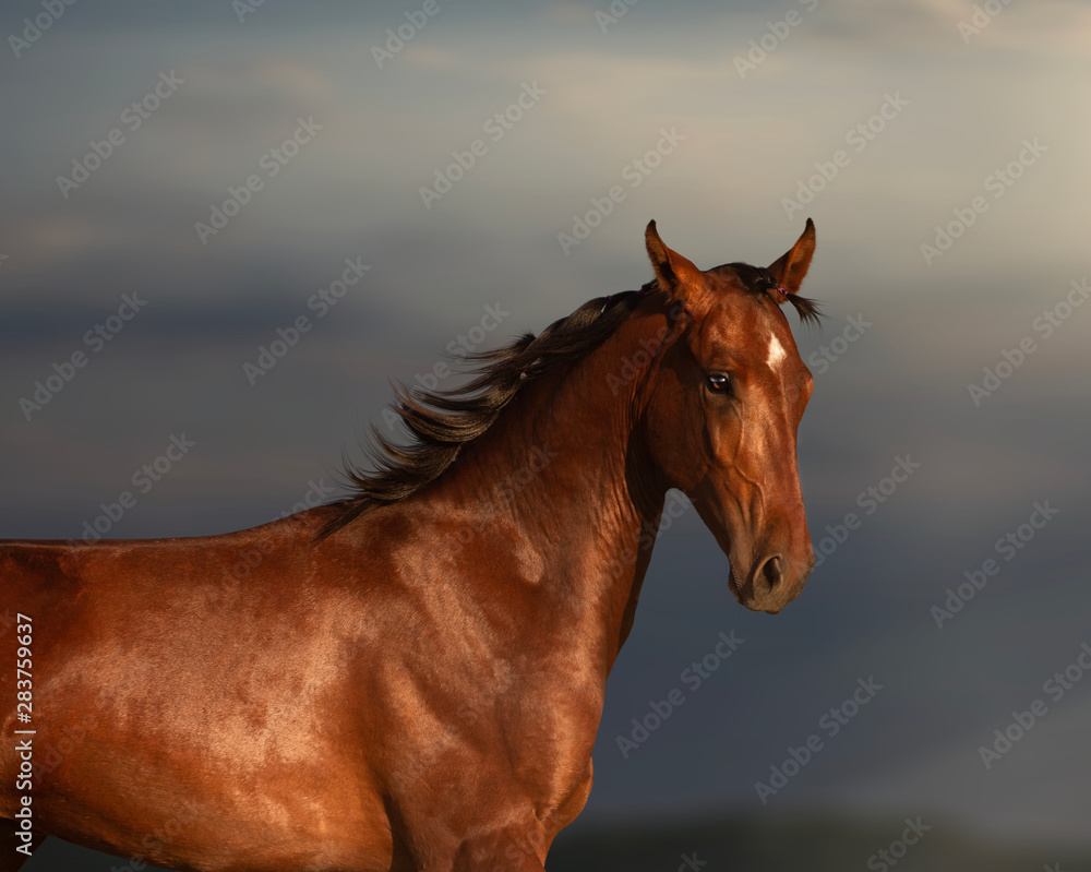 portrait of a bay akhal-take horse on sky background portrait of a bay akhal-take horse on sky background