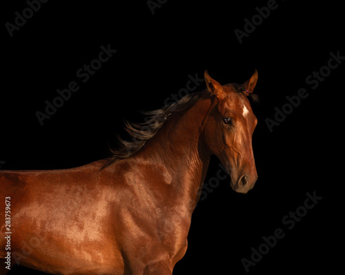 horse isolated on black background © ashva