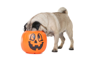 Pug dog with halloween bucket on white background