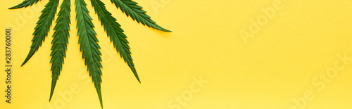 top view of green hemp leaf isolated on yellow, panoramic shot