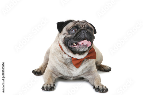 Pug dog with bow tie isolated on white background © 5second