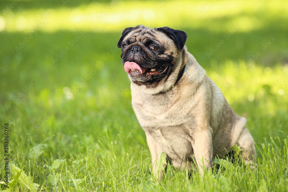 Pug dog sitting on the grass in park