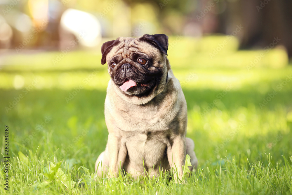 Pug dog sitting on the grass in park Pug dog sitting on the grass in park