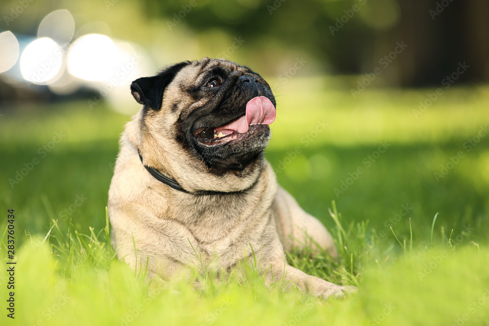 Pug dog lying on the grass in park