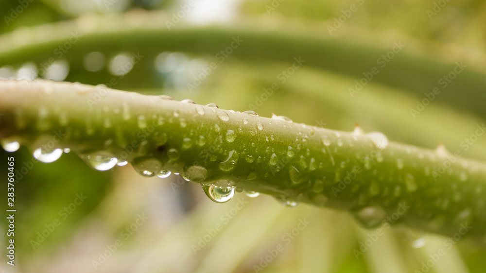 Spiky Agave variegated plant (Agave tequilana) with water on leaves