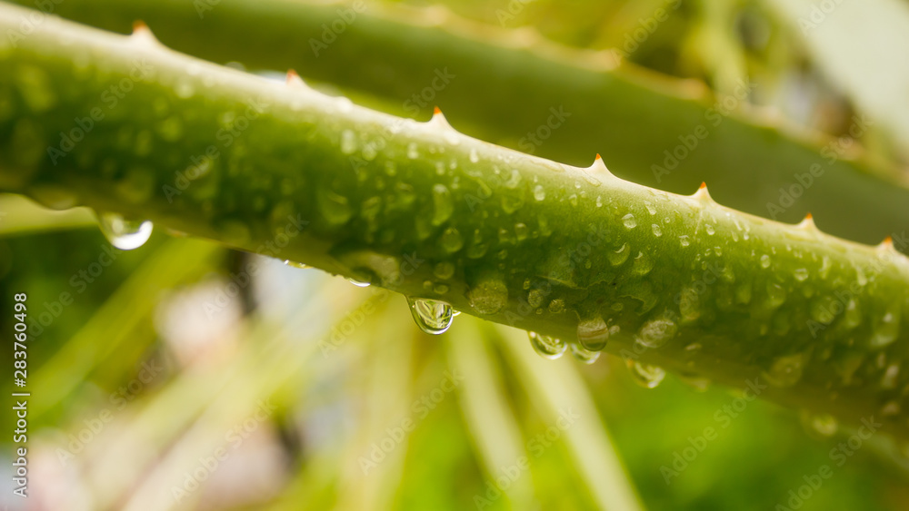 Spiky Agave variegated plant (Agave tequilana) with water on leaves