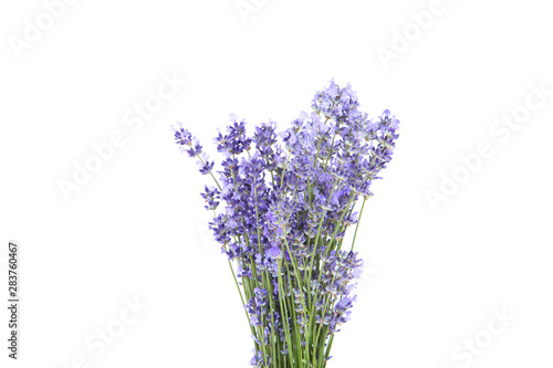 Lavender flowers isolated on white background