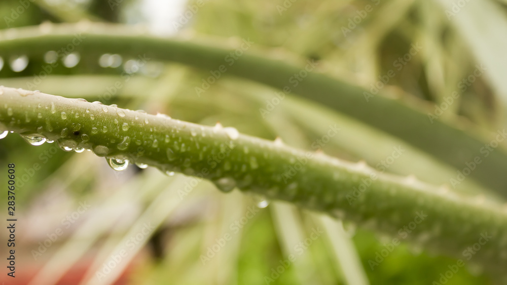 Spiky Agave variegated plant (Agave tequilana) with water on leaves