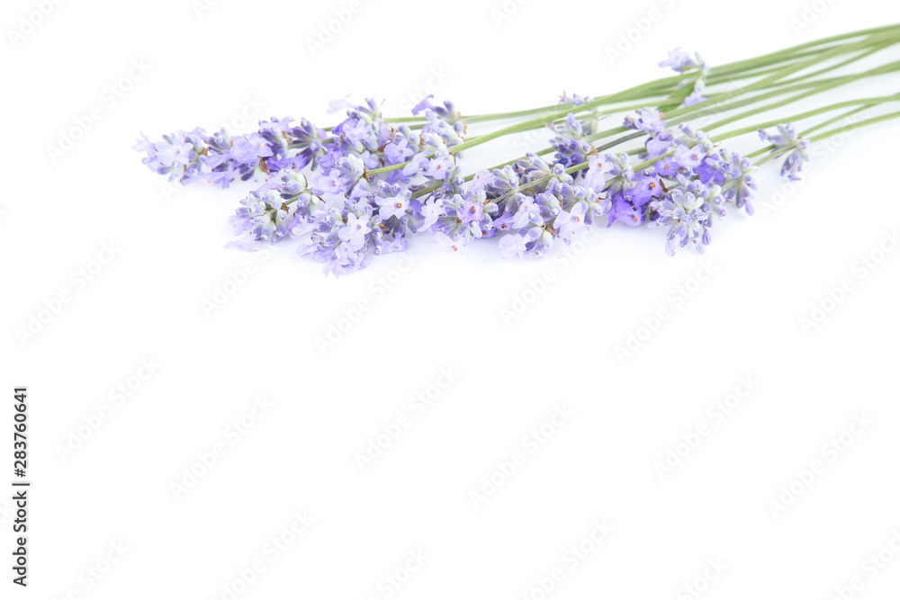 Fototapeta premium Lavender flowers isolated on white background