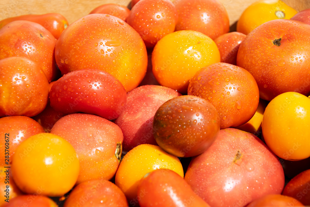 Freshly harvested multicolored red, orange, yellow tomatoes in a pile closeup