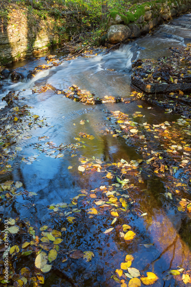 Autumn leaves that are in the water Autumn leaves that are in the water