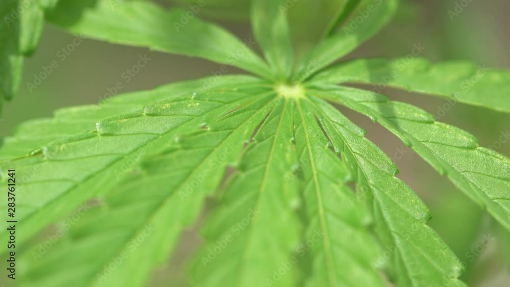 close up of fresh cannabis leaf close up of fresh cannabis leaf