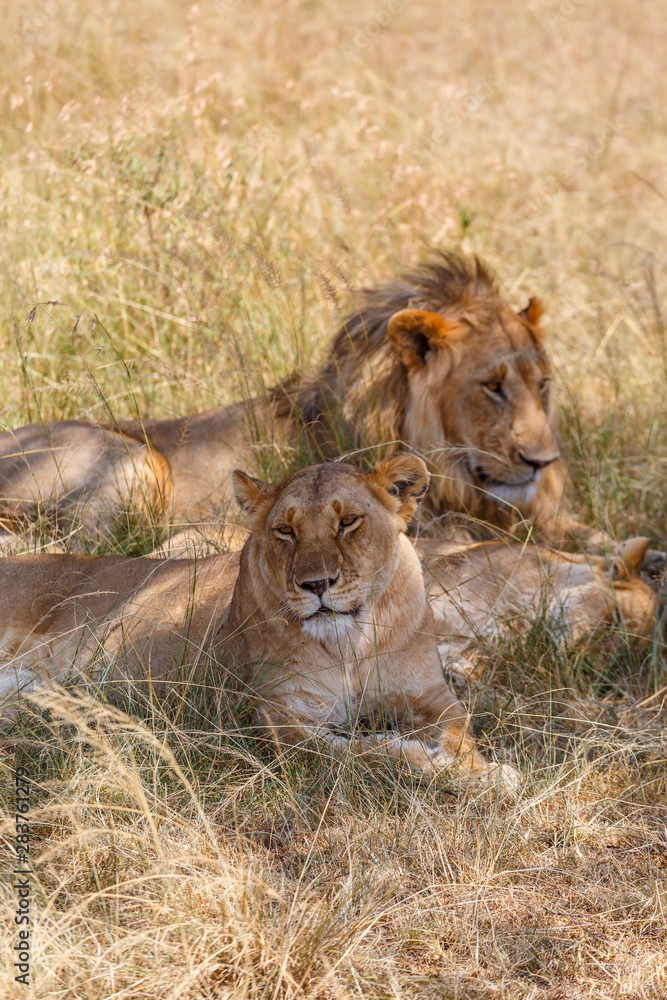 Tired Lions lying down in the shade Tired Lions lying down in the shade