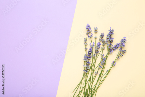 Lavender flowers on colorful background