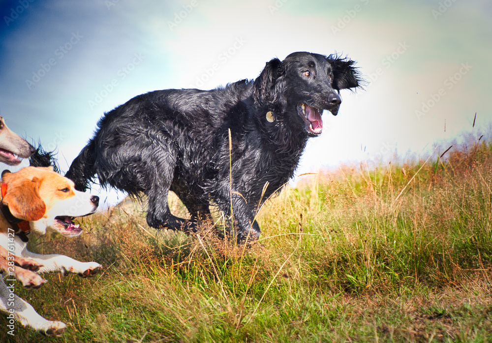 The Flat Coated Retriever The Flat Coated Retriever