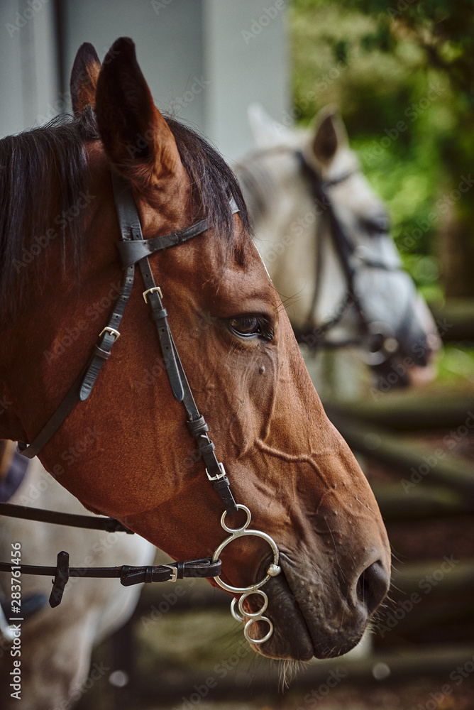 Fototapeta premium portrait of a horse