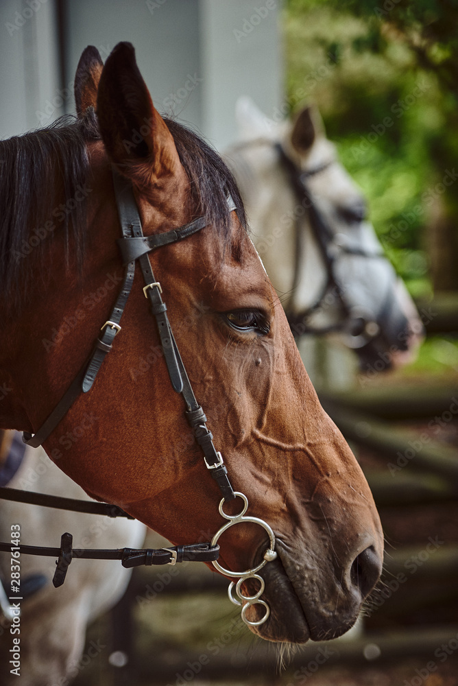 Fototapeta premium portrait of a horse