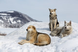 Three stray dogs on a snowdrift. Dogs are lying on the snow against the background of the hill. Suburb of the northern city.