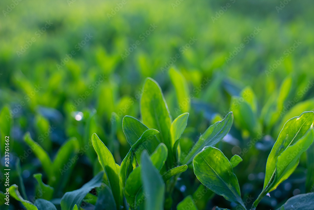 Green grass. Grass I have a bright saturated color. Green grass. Grass I have a bright saturated color.
